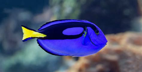 What Kind Of Fish Is Dory From Nemo .